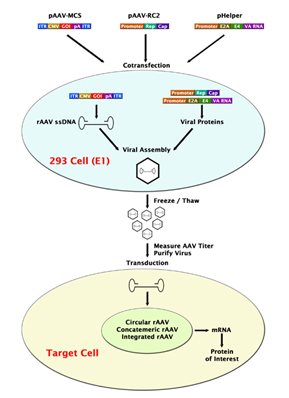 https://www.cellbiolabs.com/sites/default/files/VPK-402%20Fig%201_0.jpg